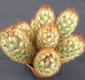 4" Cactus Mammillaria Elongata